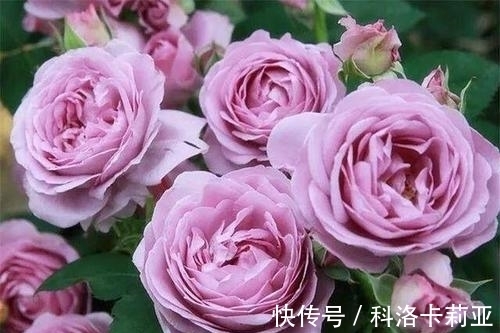 给月季施肥的正确打开方式,了解掌握,冒笋芽花还多,值得收藏!