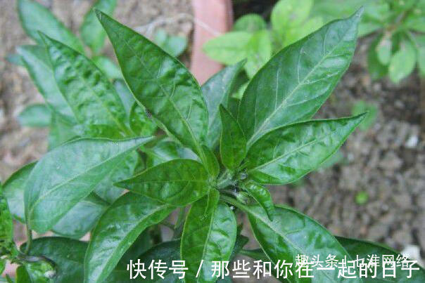 辣椒叶|此叶子才是真正天然“补钙王”,补钙健胃,滋肝明目