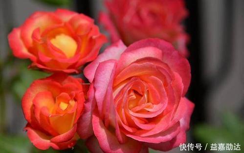 种植|新手初养月季必备清单，了解掌握，种植月季事半功倍！