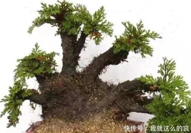 乡下一植物,长在山坡上,挖回家能当盆栽养!