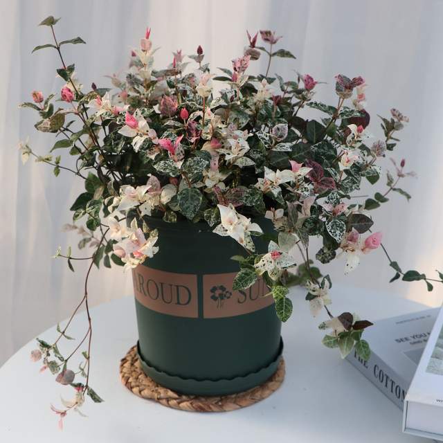 强光|6种植物摆放在客厅,不仅好看、寓意好,还可以“鼓舞”人心