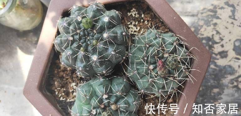 阳台上|4种花耐旱耐高温,花漂亮很好养,不用怎么管也长势很旺