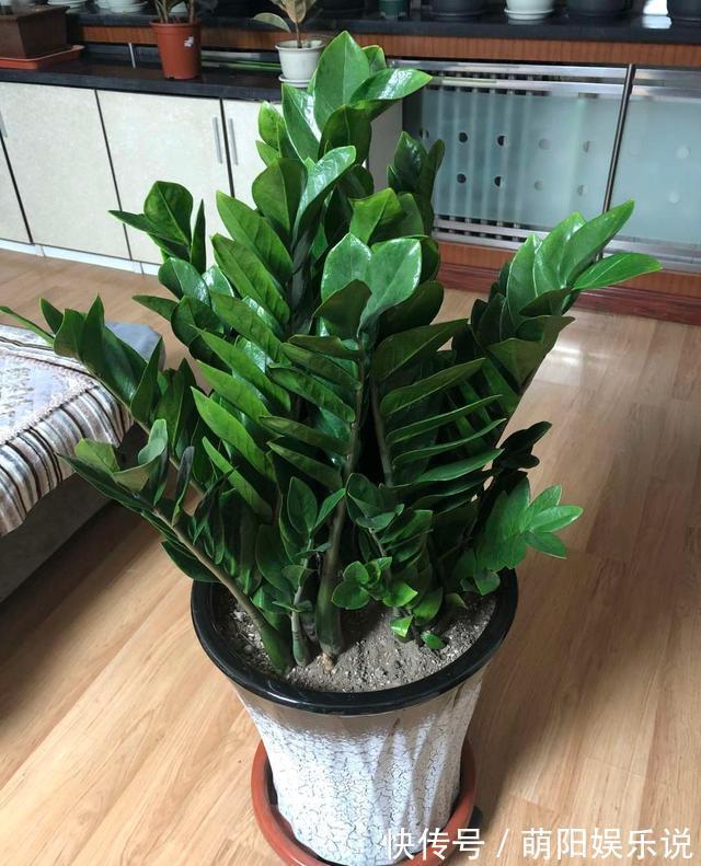 白掌花|旺财旺运的5种盆栽,好看好养,放家里一盆不吃亏