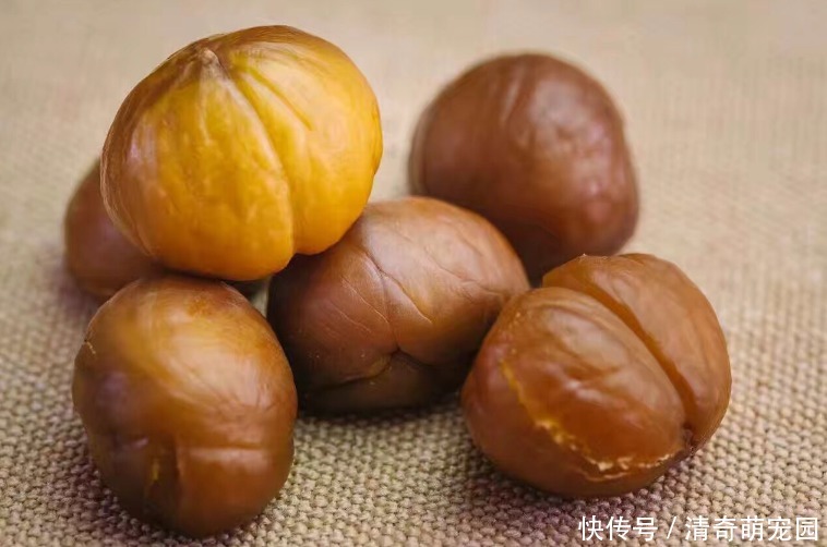  煮板栗，直接水煮是大错！多加1步，个个自动开口，好剥壳不粘皮