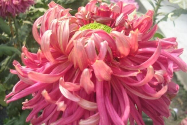 喜欢菊花,不如养盆“菊中珍品”,鲜艳夺目,多彩多姿