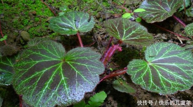 野菜没用处?这种“野草”或可治疗“蛇毒”,建议:别傻傻扔掉