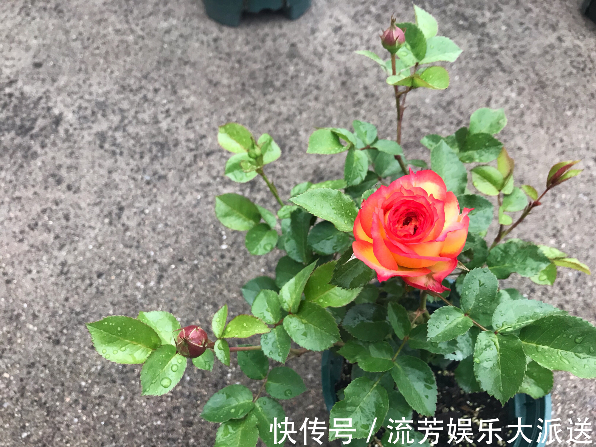 绿萝|别忘绿萝吊兰了,此款盆栽绿植,花美若玫瑰,四季开花,还很好养