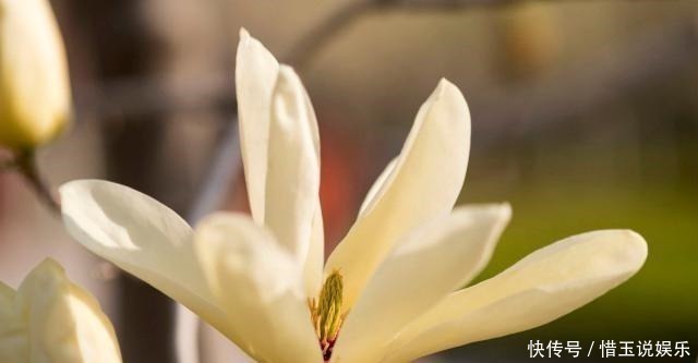 有院子就种4种树,老祖宗留下的“顺口溜”,不是没有道理