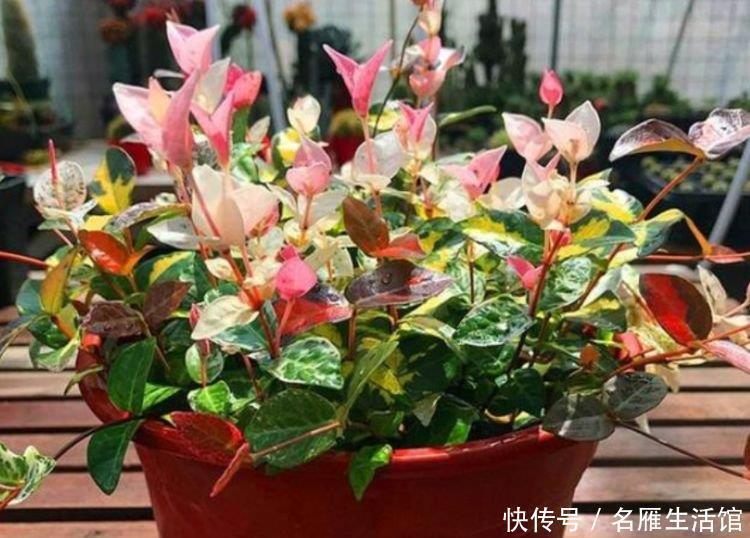 芹叶牡丹|秋天养花,首选4种花,花期长、颜值高,晒晒太阳开花一茬又一茬