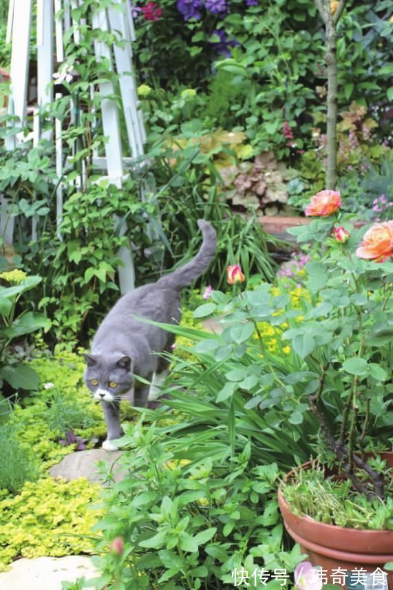 家里人!掌握庭院布置技巧,后期做起来太美了,看看你家是哪一种?