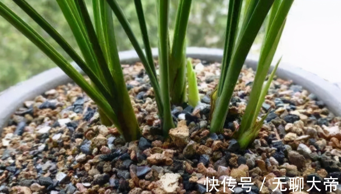 买的营养土不一定适合你,自己配土,自己找点材料,养啥旺啥