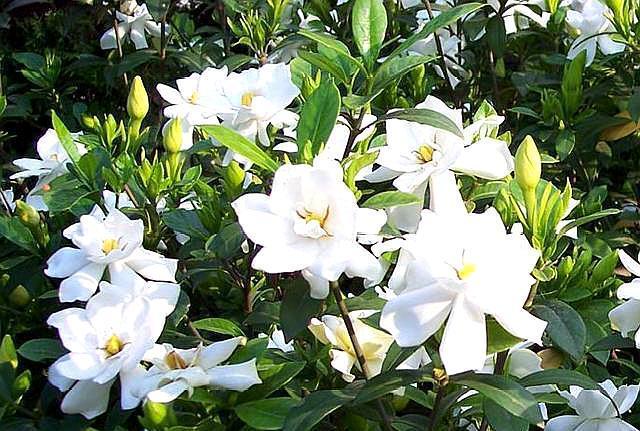 想养好栀子花,掌握“温度”是关键,花苞不掉落,叶子油绿开花多