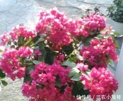 此种“液体”黏糊糊,家家都倒掉,殊不知用来养花,却是“宝”