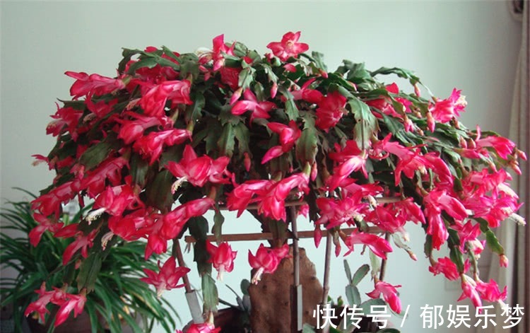 养蟹爪兰,3个小动作,蟹爪兰疯狂冒花苞,爆开满树花!