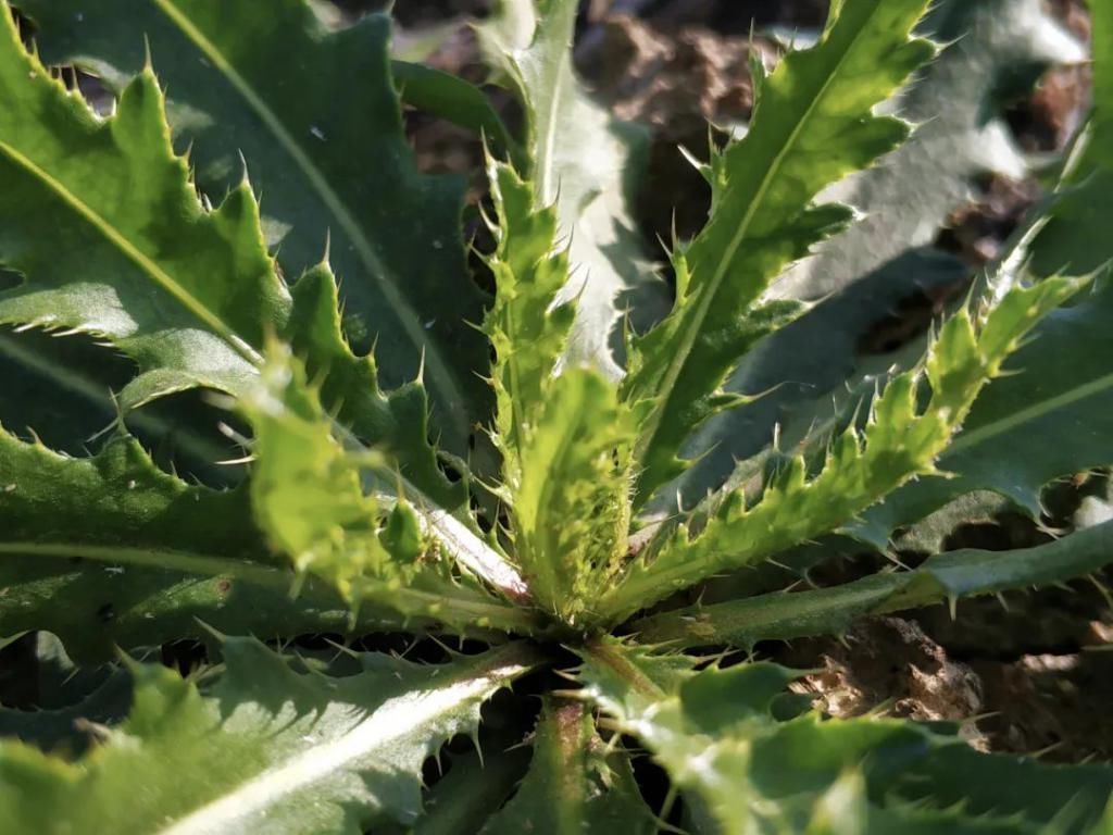 萋萋菜|农村一种满身是刺的野草,见到请别错过,如今15元一斤成高钙菜