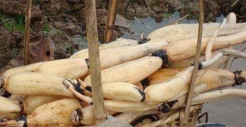 健脾|想长寿得会吃,3种食物每天吃点,健脾养胃,排毒抗衰,滋补身体