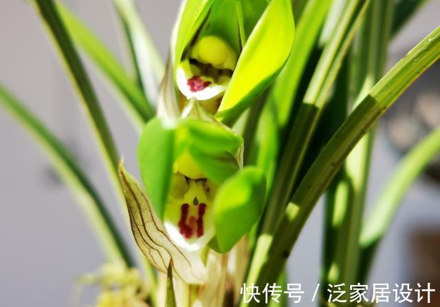 松针腐殖土|秋分到,正好配制兰花植料,松针土这样准备,明年就能养好兰花了