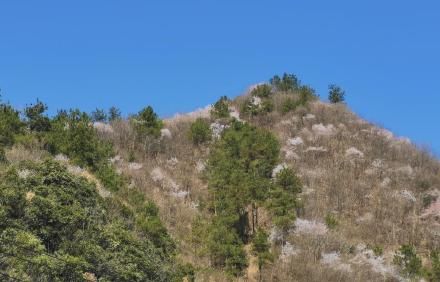 老年|漫山花开遍层林尽春色