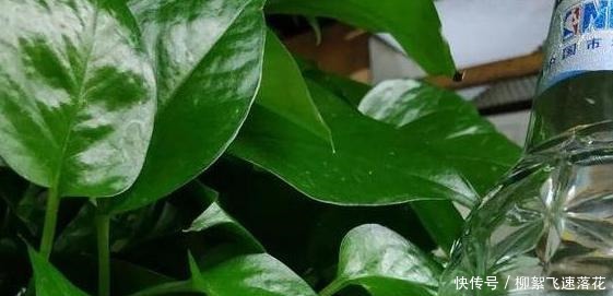 自制养花肥,该如何处理生活垃圾如此办废物可变用