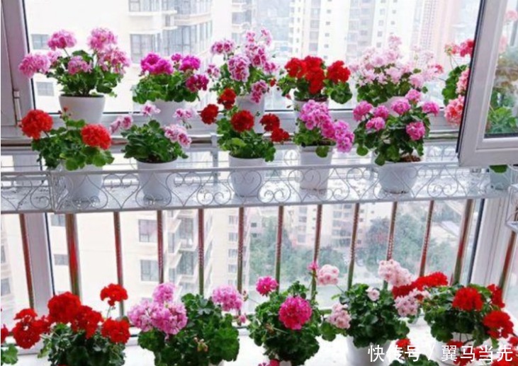 养分|阳台爆盆首选,开花量大,花期长,懒人新手都能养,美爆阳台!