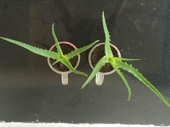 扦插|不用扦插,养花1盆变10盆,把根一掰,成活率翻倍!