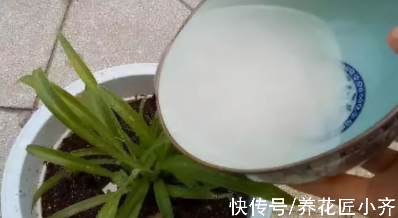 浓度|养花新手浇水，6种属于“夺命水”，别再给花浇了