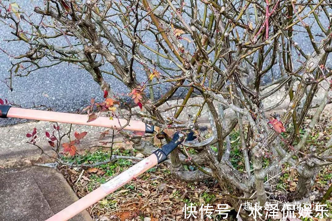 月季花|每年剪几次，喷点药，月季可保持经常开花，不怕黄叶和感染病虫害