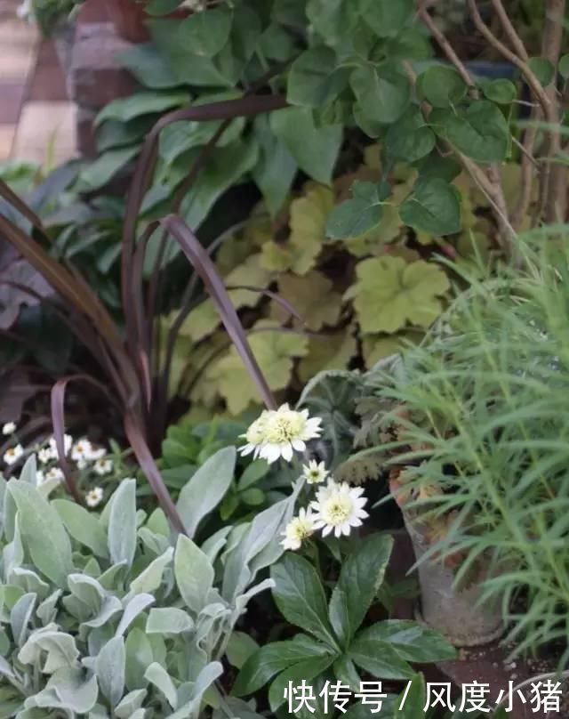 种植|家里有院子不如搞个种植池,这几样植物推荐给你