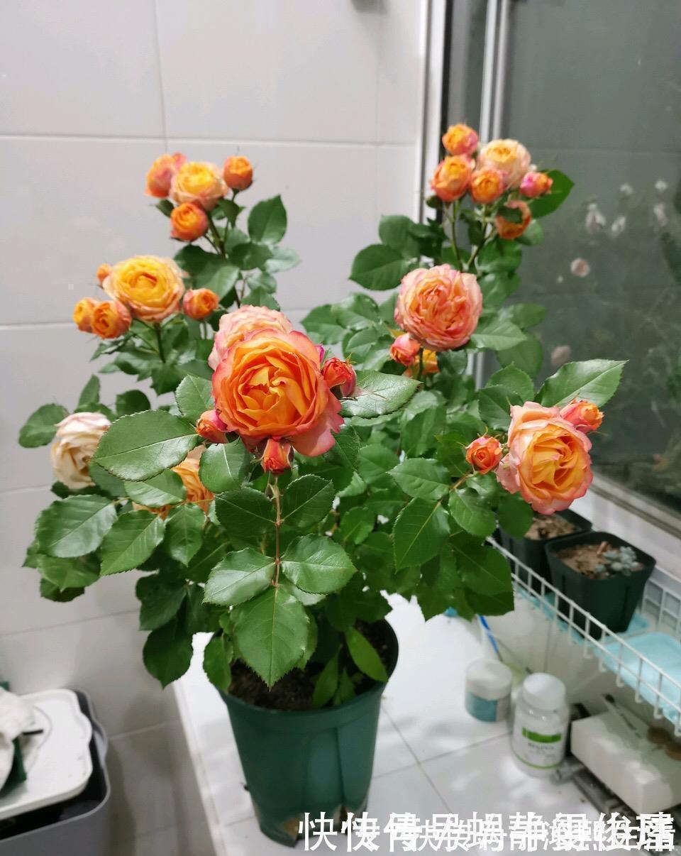 残花梗|月季开完花，这样一处理，2周以后花芽“嘟嘟冒”，花朵开爆