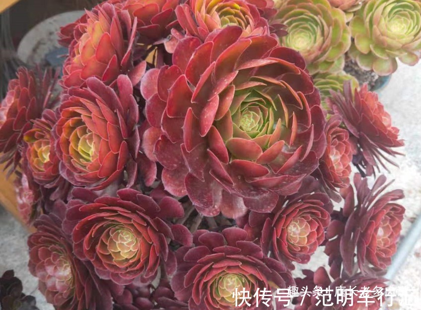 法师系多肉哪些品种不好度夏?听说带锦的法师都不好度夏是吗?