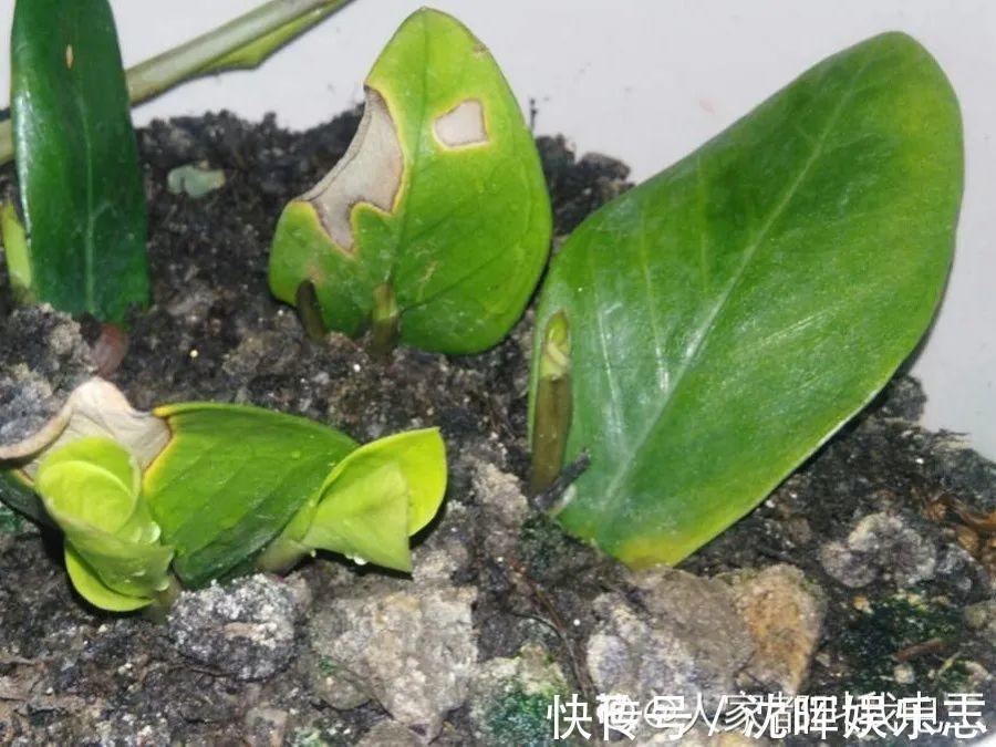 非洲堇|这花送人，只用送一片叶子，插土就活不心疼！