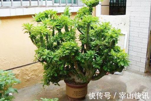 身高八尺的“麒麟掌”,养护3个要点,长的威风凛凛,保家镇宅