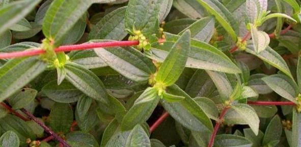 食用价值|农村一野草,过去拿来喂猪,根部奇特酷似人参,炖肉是一绝