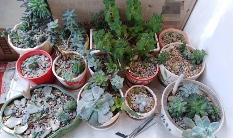 养殖|想给多肉提升颜值？挑选花盆注意这3细节，盆栽美美哒