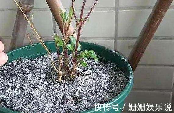 花草生虫害该如何解决学会''3种灰''的用法，养花不再头疼