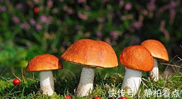 古代蘑菇中毒的解药,倭国僧人宁死不吃!