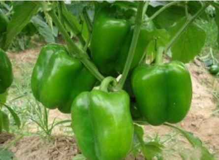 番石榴|女性到了中年,推荐3种食物,清热排毒,刮油消脂,营养瘦身