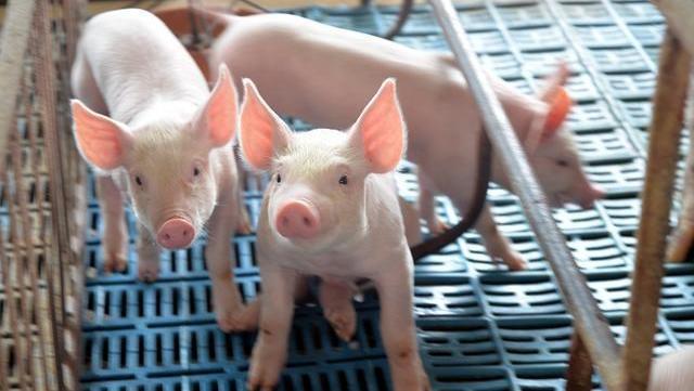 猪脖子肉|猪血,猪肺,猪脖子,都不能吃不少人蒙在鼓里,今天告诉你答案