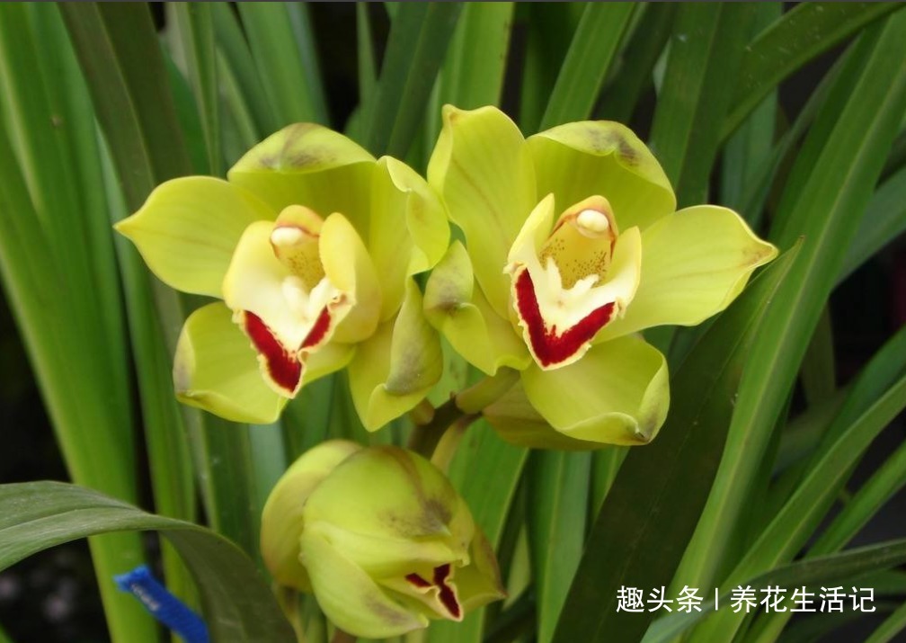 兰花叶子“萎靡不振”,用个“小方法”,叶子笔直挺立,操作简单