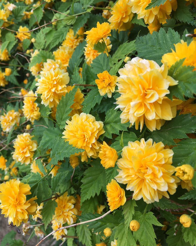 院子里种6种花,开春能开上千朵,院子变花园