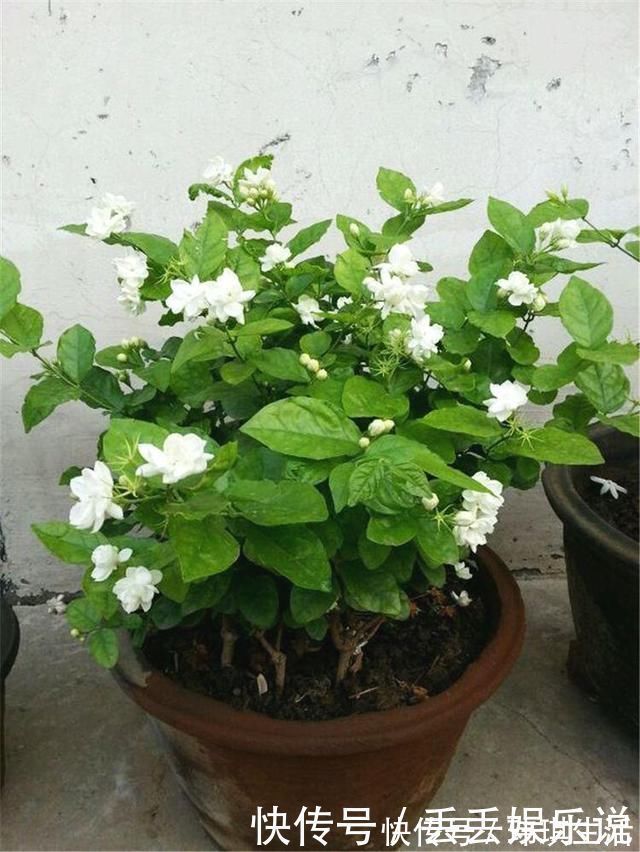 修剪|夏天养茉莉，叶子翠绿开花茂密，茉莉清香飘满屋