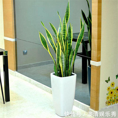 空气|客厅种上4种花，大气上档次，越养越干净，来客倍有面子！