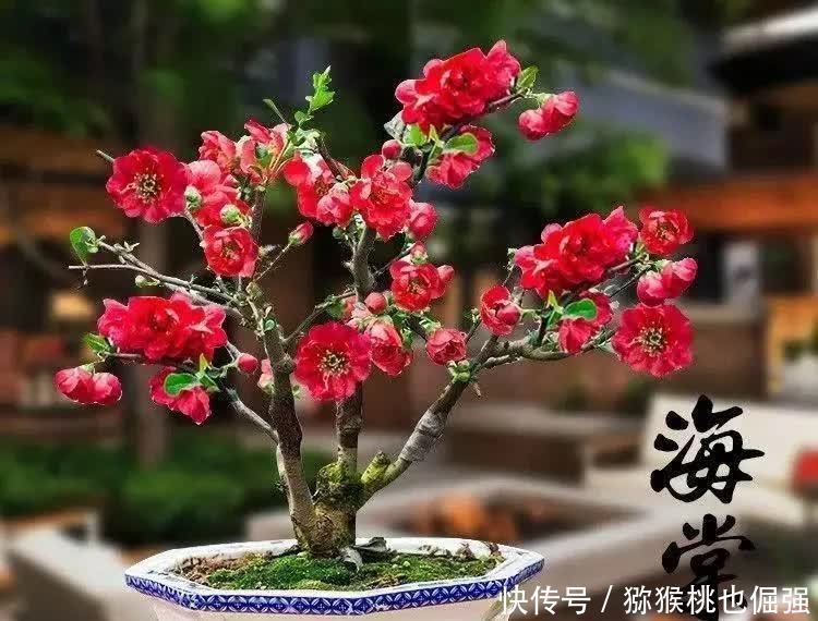 家里养盆四季海棠,一年可以开三次花,花期长达200天