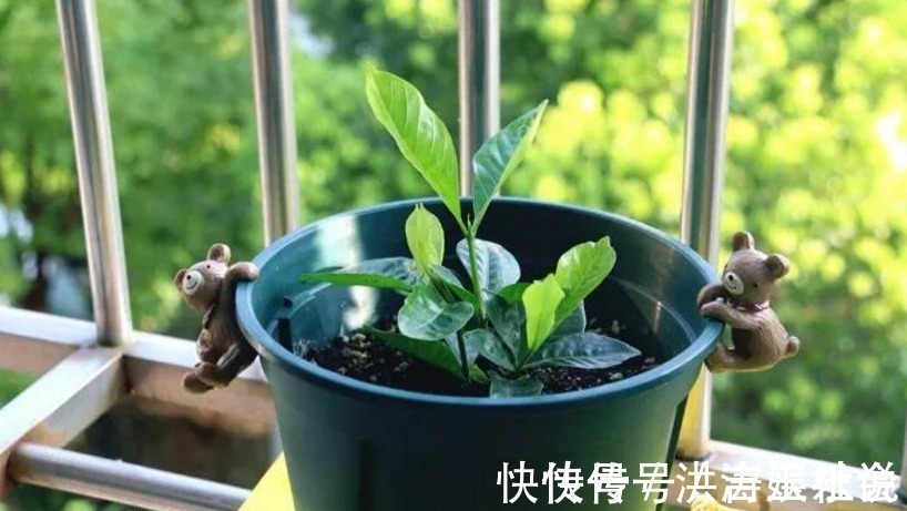 下一代|扦插好方法养花繁殖下一代，试试这3招，简单好使