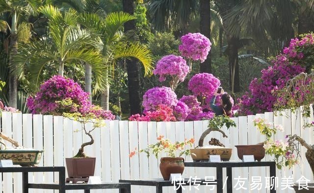 家庭盆景正确的摆放姿势,从4个方面来考虑,解决盆景放置的窘境