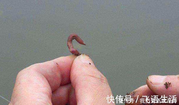 冬钓大鲫鱼,蚯蚓饵料的升级用法,鱼咬钩更猛,万能钓饵不是盖的