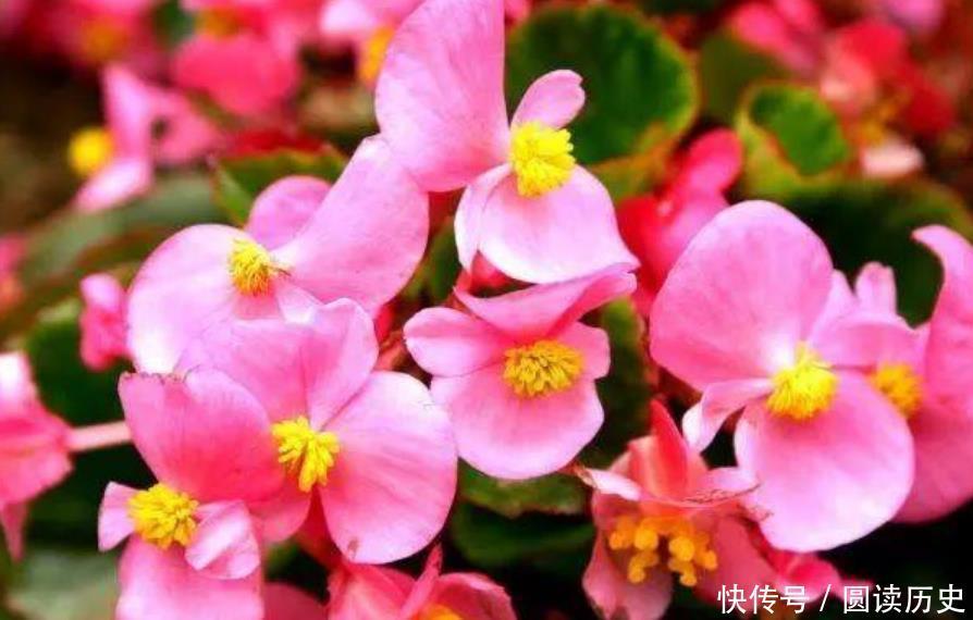 家养4种旺运花,吉祥又喜庆,比牡丹还美,年年开花美翻