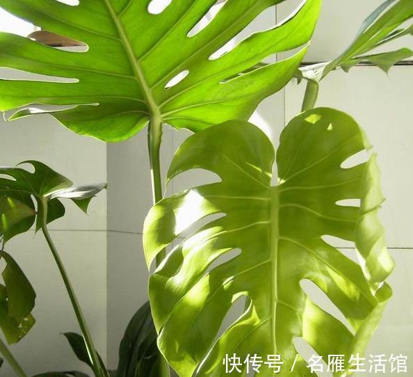 鹅掌柴|如果这三种绿植你都养不活,那还是不要养花了