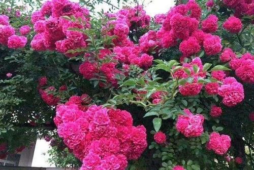 太阳花|贵州一大妈的院子可真美，几十种花开出花海，犹如仙境令人羡慕