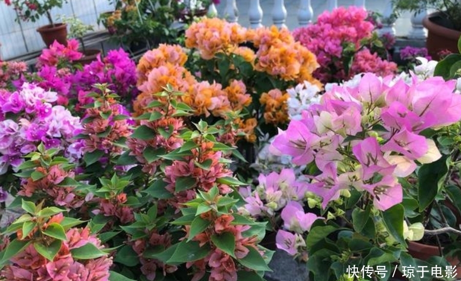 居家就养此款花卉,开花大又香,开出一片花海